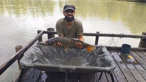 Common Carp