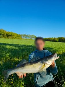 Zander