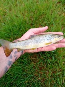 Brown Trout