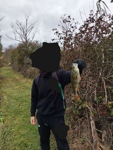 European Perch