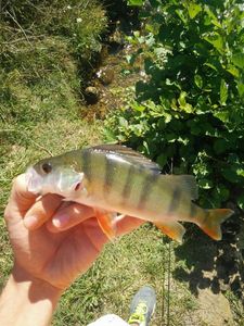 European Perch