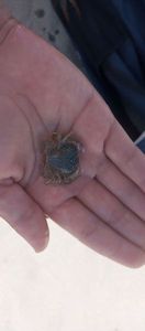 Warty Crab
