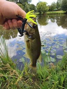 Largemouth Bass