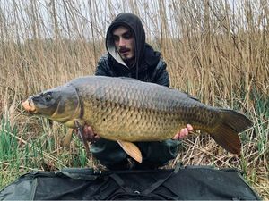 Common Carp