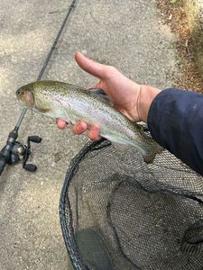 Rainbow Trout