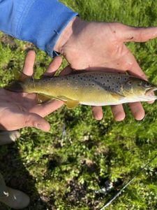 Brown Trout