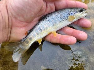 Brown Trout