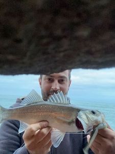 European Bass (Seabass)