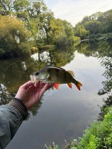 European Perch