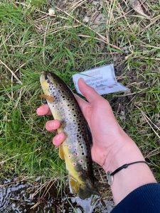 Brown Trout