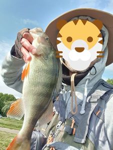 European Perch