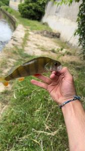 European Perch