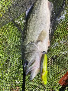 Largemouth Bass