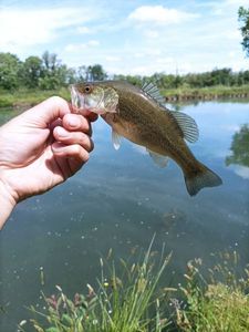 Largemouth Bass