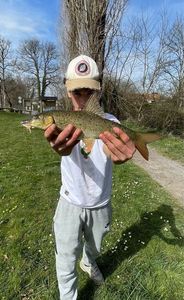 Barbel