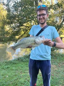Largemouth Bass