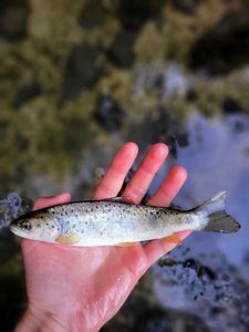 Brown Trout
