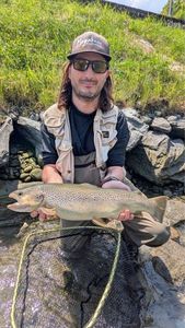 Brown Trout
