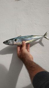 Mackerel