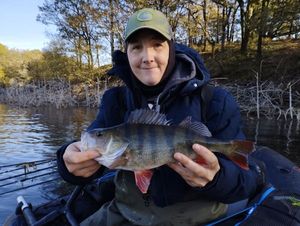 European Perch