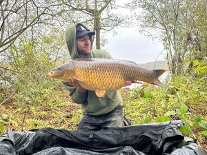 Common Carp