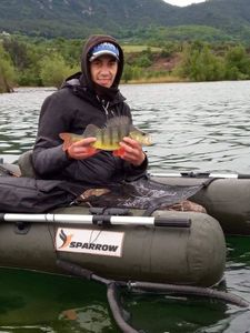 European Perch