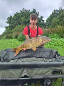 Common Carp