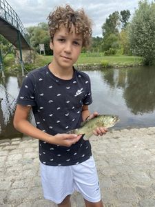 Largemouth Bass