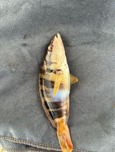 Painted Comber