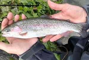 Rainbow Trout