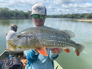 Speckled Peacock