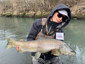 Brown Trout