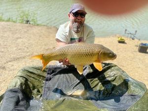 Common Carp