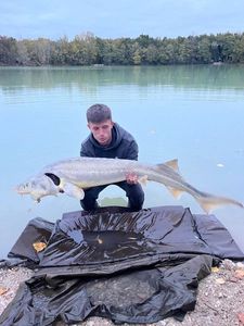 Sturgeon