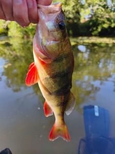 European Perch