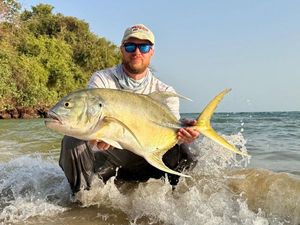 Carangue à longue nageoire