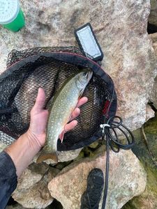 Brook Trout
