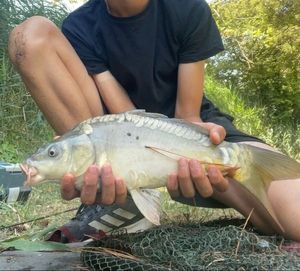 Common Carp