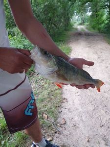 European Perch