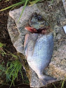 Black Seabream