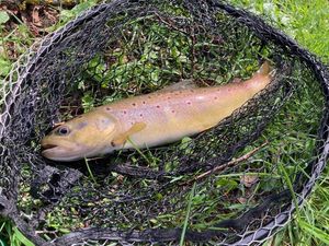 Brown Trout
