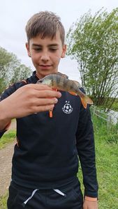 European Perch