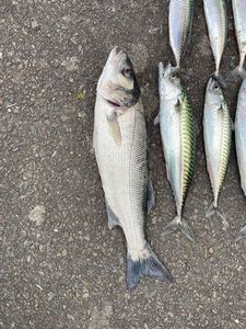 European Bass (Seabass)