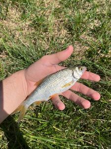 Roach