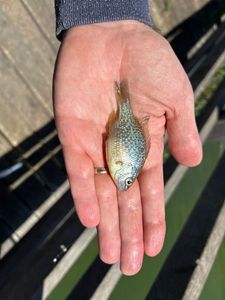 Green Sunfish