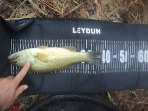 Largemouth Bass