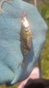 Three-spined stickleback