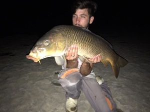 Common Carp