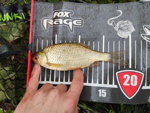 Roach
