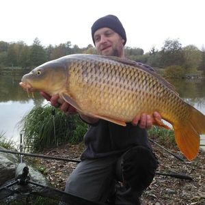 Common Carp